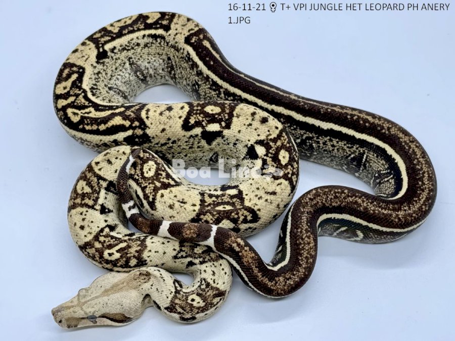 T+ VPI JUNGLE HET LEOPARD PH ANERY 